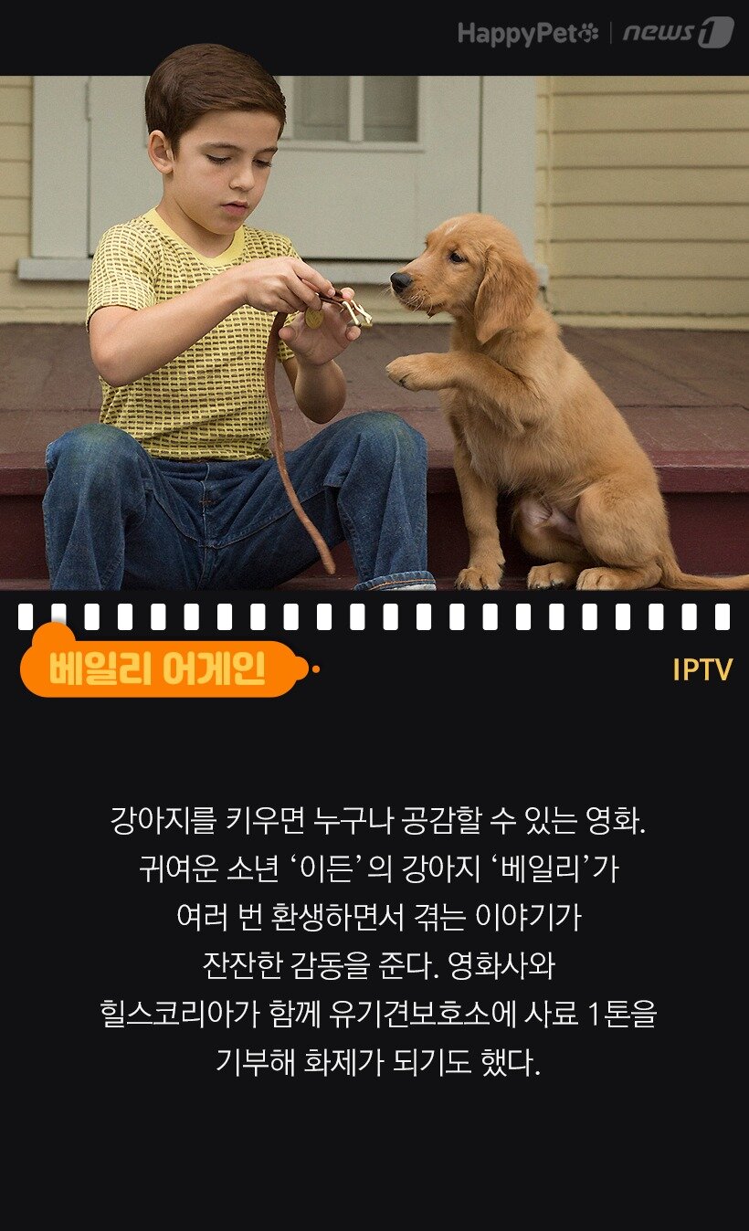 본문 이미지 - 베일리 어게인(IPTV)