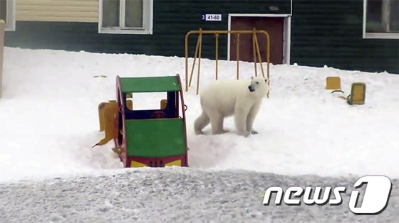 러시아 시베리아 북극권 마을에 북극곰 50여마리가 한꺼번에 난입했다. <출처=시베리아타임스> © 뉴스1