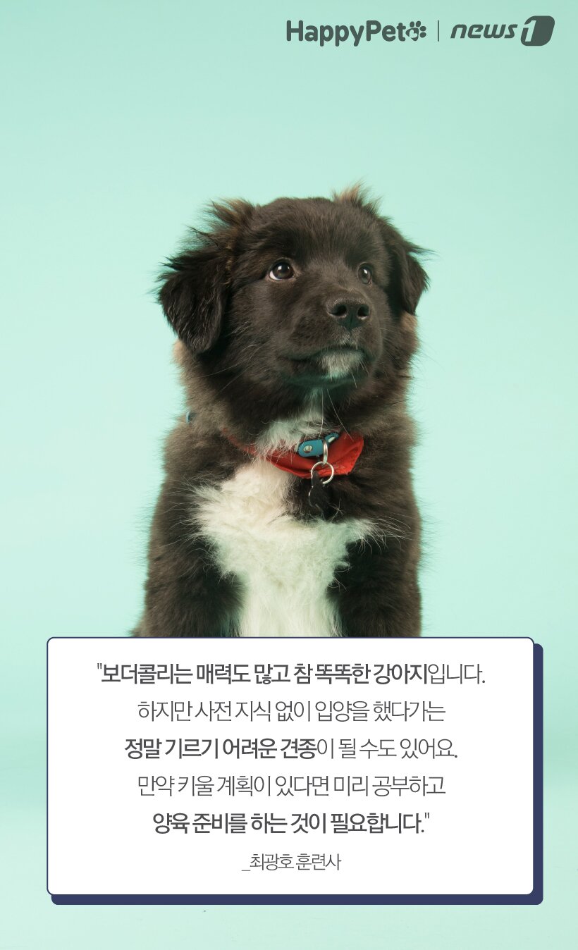 본문 이미지 - 행복한독파트너 최광호 훈련사 ⓒ News1