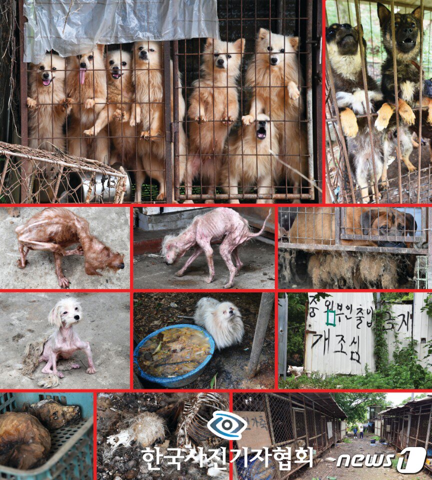 본문 이미지 - 한국사진기자협회 제55회 한국보도사진상 시사스토리 부문 최우수상에 경인일보 임열수 기자의 사진이 선정됐다. 보상을 노리고 불법으로 설치된 하남시 감이동 주변 개 사육장에서 갇힌 개들이 애처로운 표정으로 구조의 손길을 기다리고 있는 모습.(한국사진기자협회 제공) 2019.2.18/뉴스1