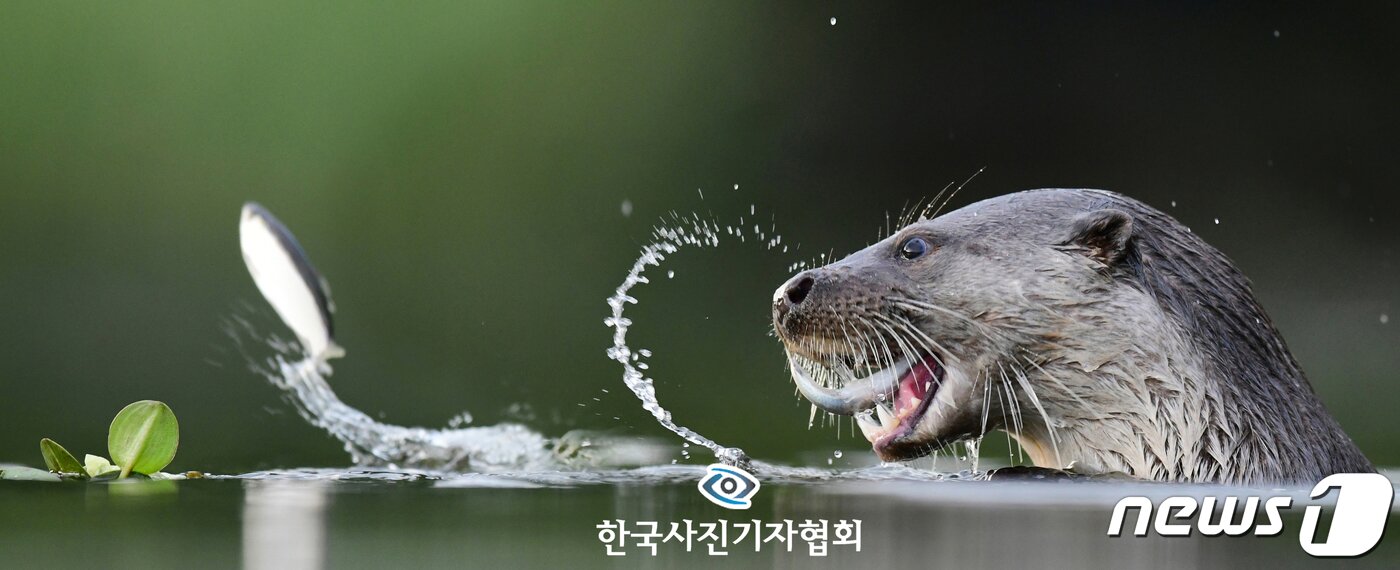 본문 이미지 - 한국사진기자협회 제55회 한국보도사진상 네이쳐(Nature) 부문 최우수상에 전남매일 김태규 기자의 사진이 선정됐다. 2019 광주하계수영대회 마스코트인 천연기념물 330호 수달이 담양군 금성면 한 하천 수중보에서 물고기를 사냥해 맛있게 먹으려는 순간 주변에 있던 물고기가 깜짝 놀라 튀어 오르는 모습. (한국사진기자협회 제공) 2019.2.18/뉴스1