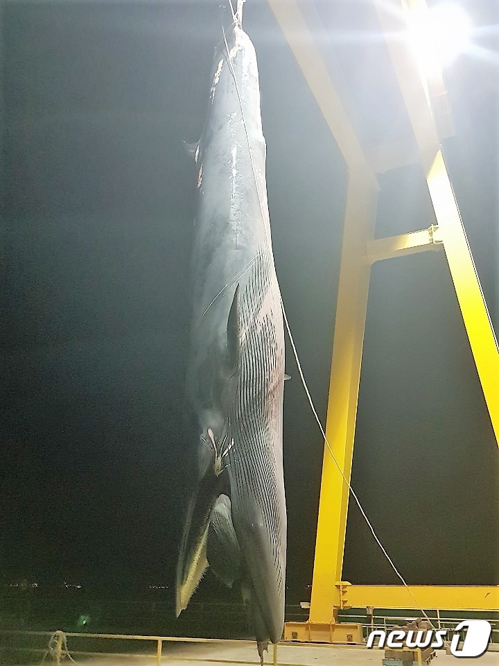 (여수=뉴스1) 지정운 기자 = 17일 오후 3시20분쯤 전남 여수시 삼산면 광도 남동쪽 11㎞ 해상에서 약 10미터 길이의 '긴 수염과' 고래 1마리가 그물 줄에 걸려 죽은 채 …