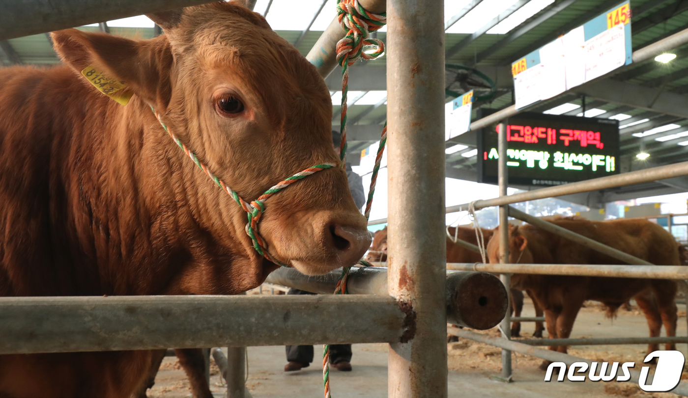 (정읍=뉴스1) 문요한 기자 = 안성과 충주에서 발생한 구제역의 여파로 3주간의 가축시장 폐쇄조치가 해제된 22일 오전 전북 정읍시 정읍가축시장이 오랜만에 열린 경매로 활기를 띠고 …