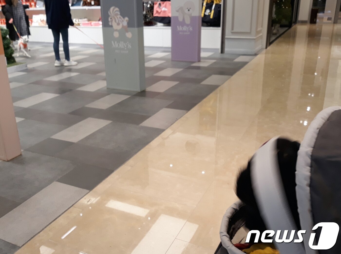 본문 이미지 - 스타필드 하남 '몰리스펫샵'에 놀러간 멍뭉이. ⓒ 뉴스1 최서윤 기자