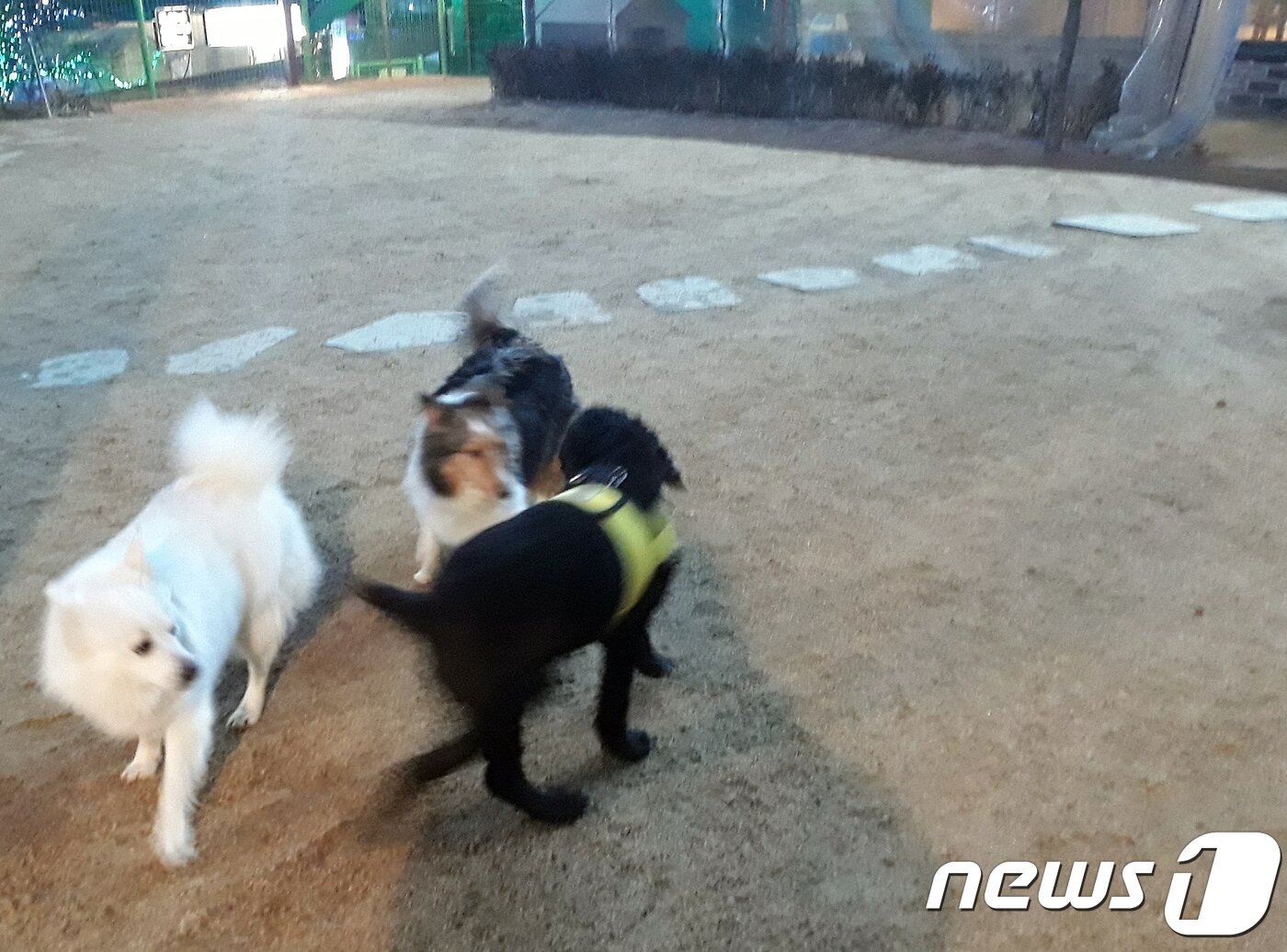 본문 이미지 - 남양주 애견식당 도시락에서 강아지들과 놀고 있는 멍뭉이 ⓒ 뉴스1 최서윤 기자