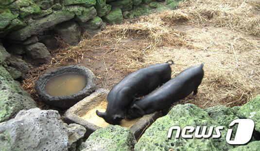 본문 이미지 - 제주 재래돼지우리(제주축산진흥원 제공)ⓒ 뉴스1