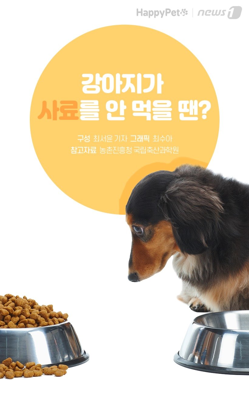 펫카드] 간식만 달라는 강아지에게 사료 먹이는 방법