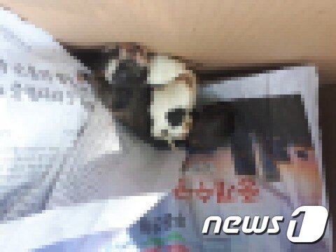 본문 이미지 - 대박이가 살던 애견카페에서 발견된 죽은 강아지.(서울동물학대방지연합 제공)ⓒ 뉴스1