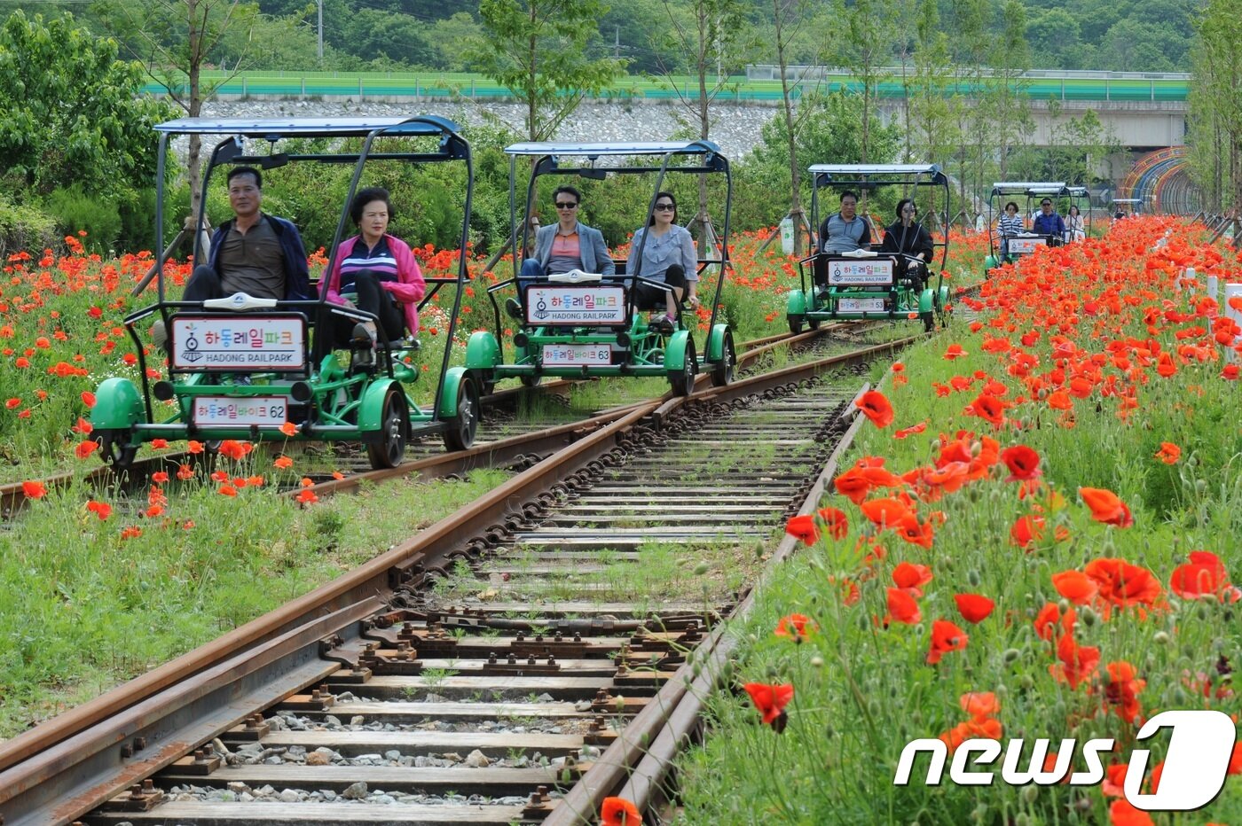 본문 이미지 - 경남 각지에서 봄나들이 손님들을 맞이할 다양한 축제가 준비돼 다채롭고 풍성한 볼거리를 선보인다. 사진은 양귀비축제.(경남도제공)2019.3.10.ⓒ 뉴스1