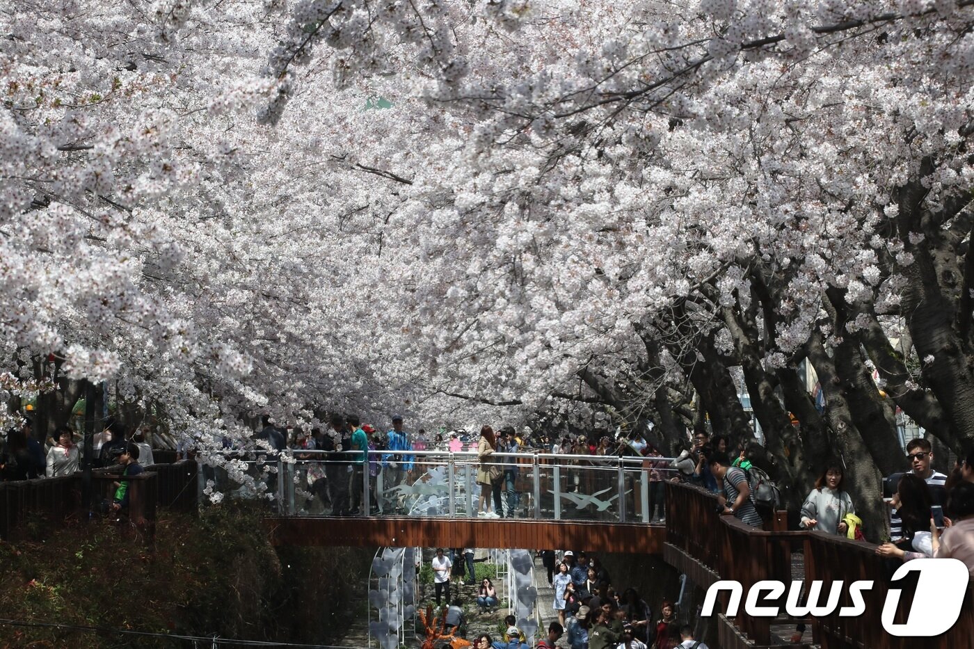 본문 이미지 - 경남 각지에서 봄나들이 손님들을 맞이할 다양한 축제가 준비돼 다채롭고 풍성한 볼거리를 선보인다. 사진은 진해여좌천 벚꽃축제.(경남도제공)2019.3.10.ⓒ 뉴스1