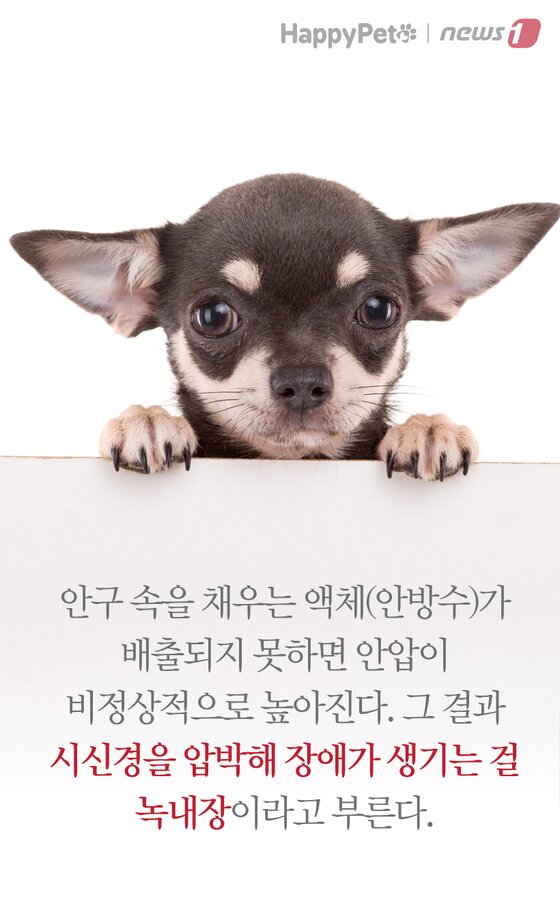 본문 이미지 -  