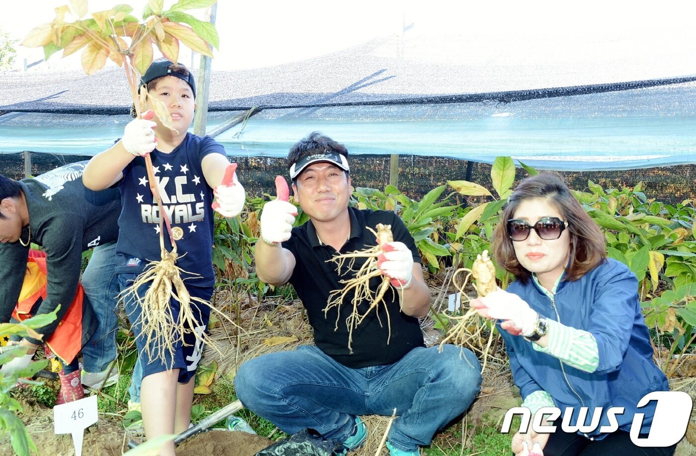 본문 이미지 - 지난해 열린 인삼골축제 인삼캐게 체험.(증평군청 제공)ⓒ 뉴스1