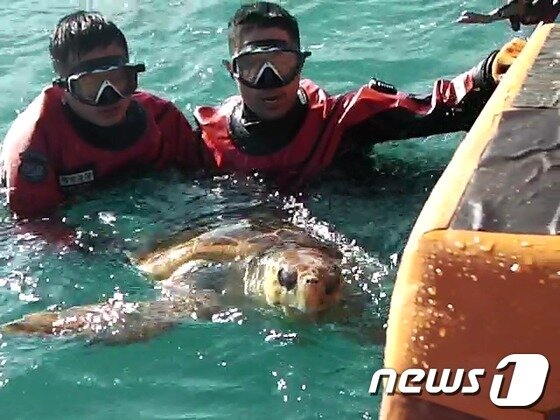 본문 이미지 - 3월13일 제주해경이 제주 서귀포시 마라도 남서쪽 76㎞ 해상에 입수해 위기에 처한 붉은바다거북을 구조하고 있다. (제주해양경찰서 제공) 2019.03.13/뉴스1 ⓒ 뉴스1