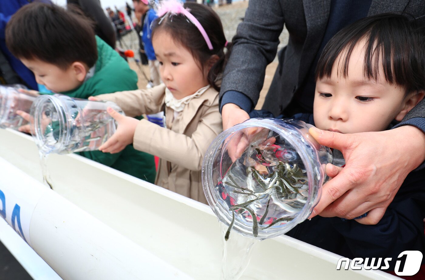 본문 이미지 - 양양 남대천 어린연어 방류행사.&#40;뉴스1 DB&#41;