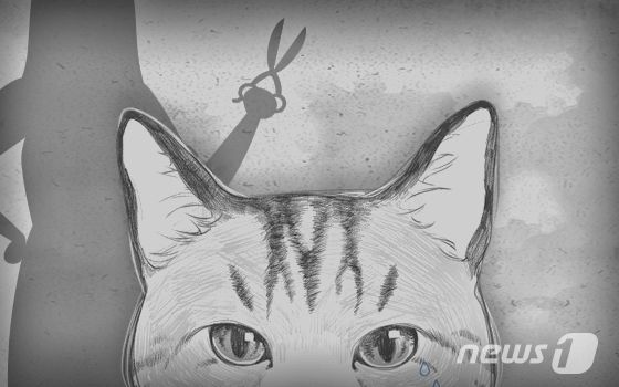 길고양이 구해달랬더니 현장서 죽여…인천 용역업체 충격 대응(종합)