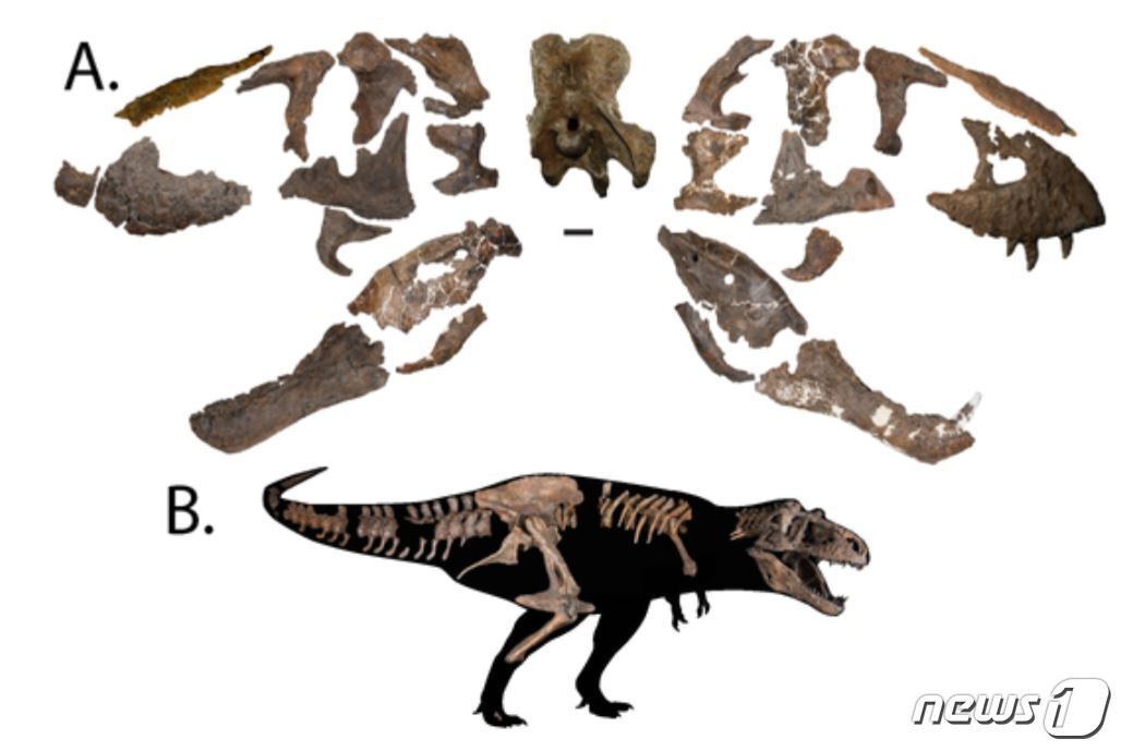 본문 이미지 - 논문에 게재된 티라노사우루스 추상적인 복원 개념도.(저널 해부학기록, Anatomical Record)ⓒ 뉴스1