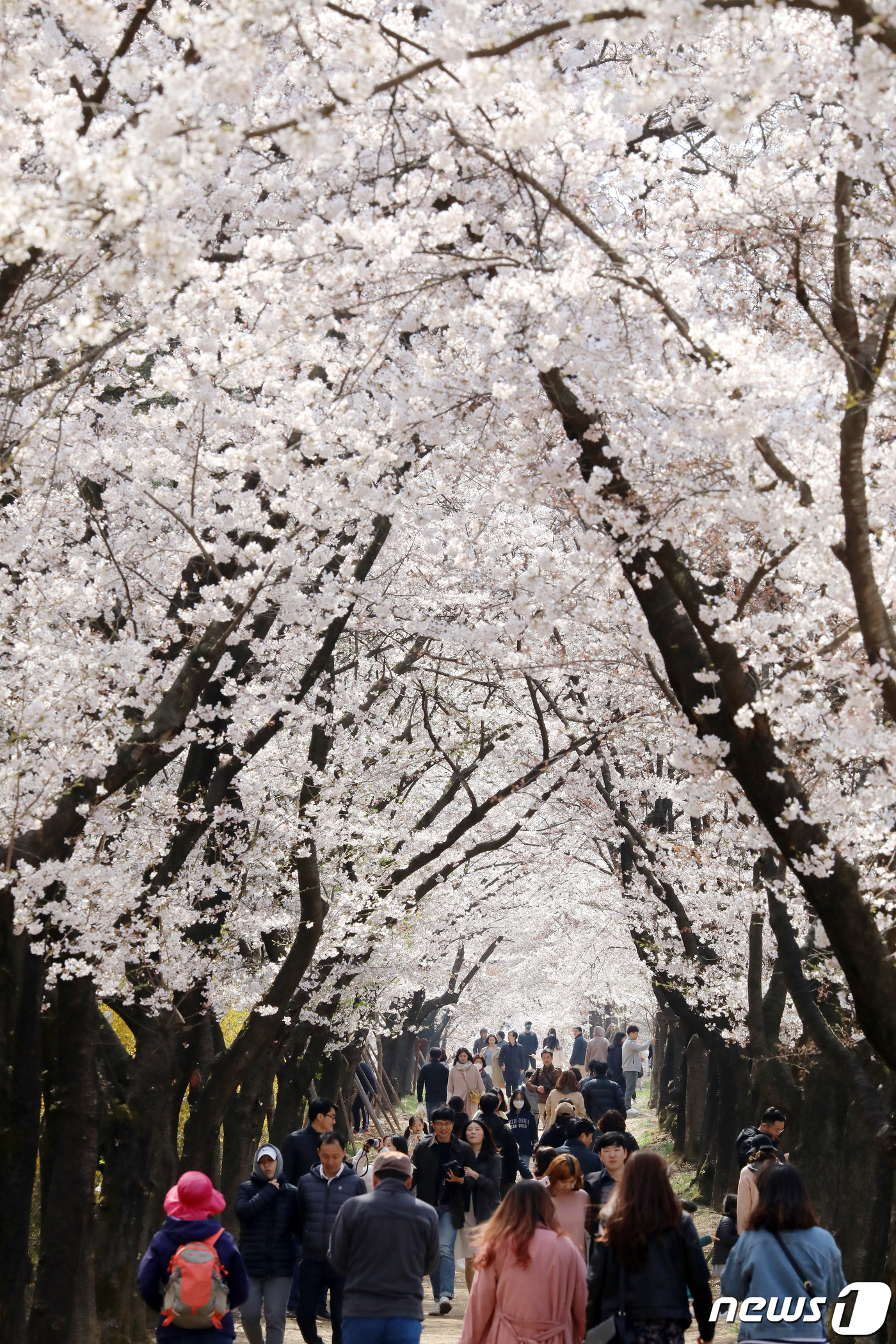 (경산=뉴스1) 공정식 기자 = 3월의 마지막 휴일인 31일 꽃샘추위에도 아랑곳하지 않고 경북 경산시 영남대학교 러브로드를 찾은 시민들이 벚꽃이 활짝 핀 산책로를 걸으며 봄의 정취 …