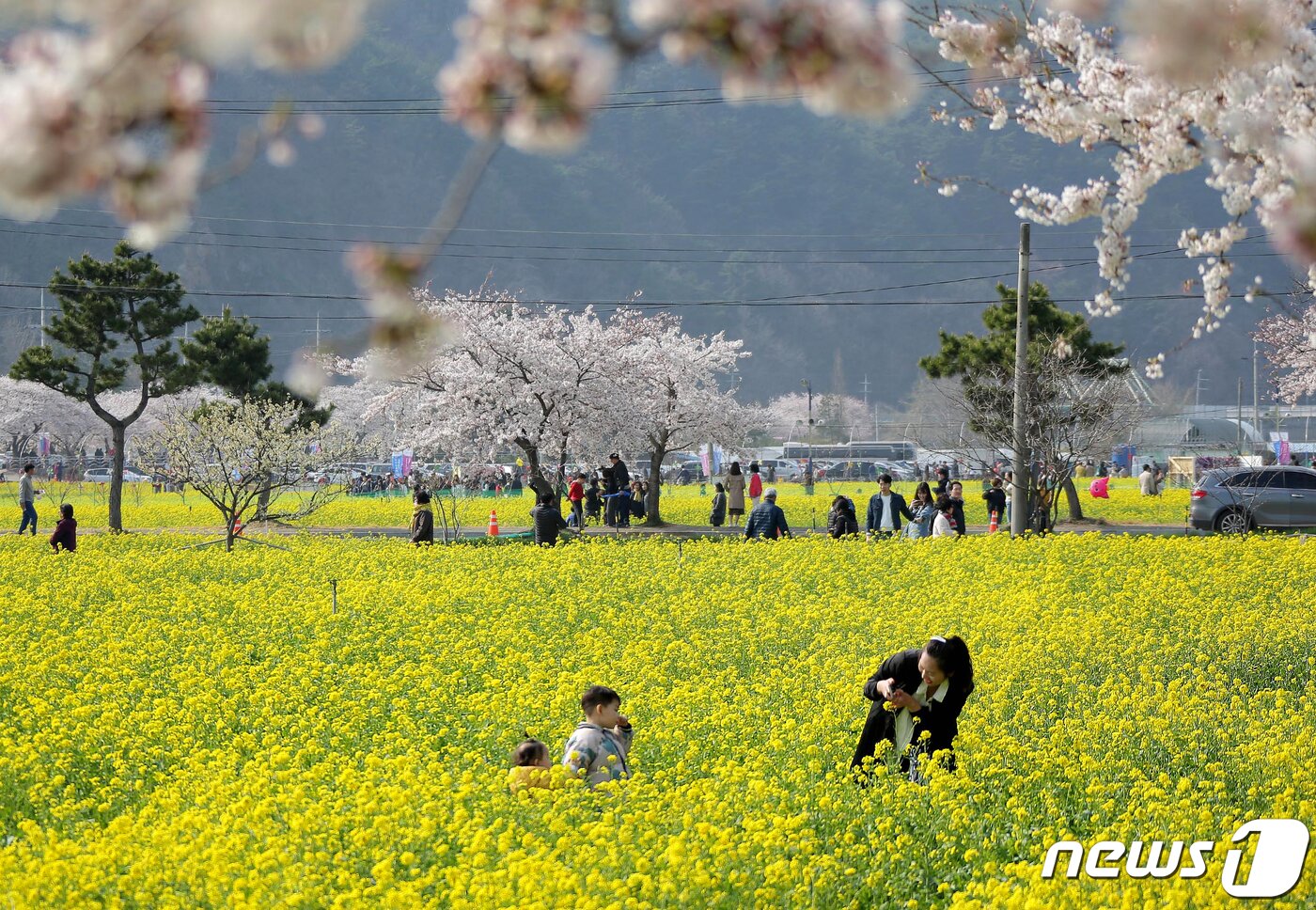 본문 이미지 - 삼척 맹방 유채꽃축제 자료사진. (삼척시 제공, 재판매 및 DB 금지) 