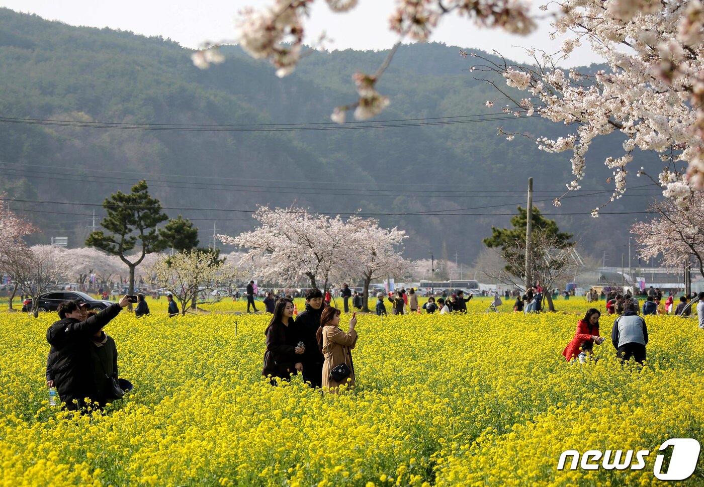 본문 이미지 - 지난 30일 강원도 삼척시 근덕면 상맹방리 일원에서 진행 중인 '맹방유채꽃 축제'에서 상춘객들이 노랗게 핀 유채꽃밭을 거닐며 오후를 보내고 있다. (삼척시 제공) 2019.3.31/뉴스1 ⓒ News1 서근영 기자