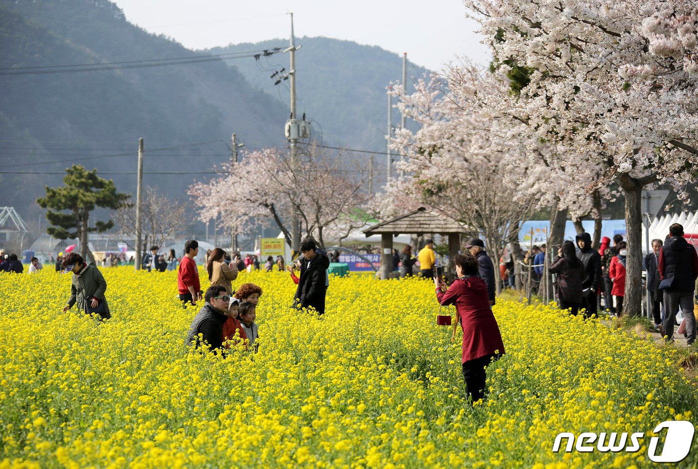 본문 이미지 - 심척 맹방 유채꽃 축제 자료사진.(뉴스1 DB)