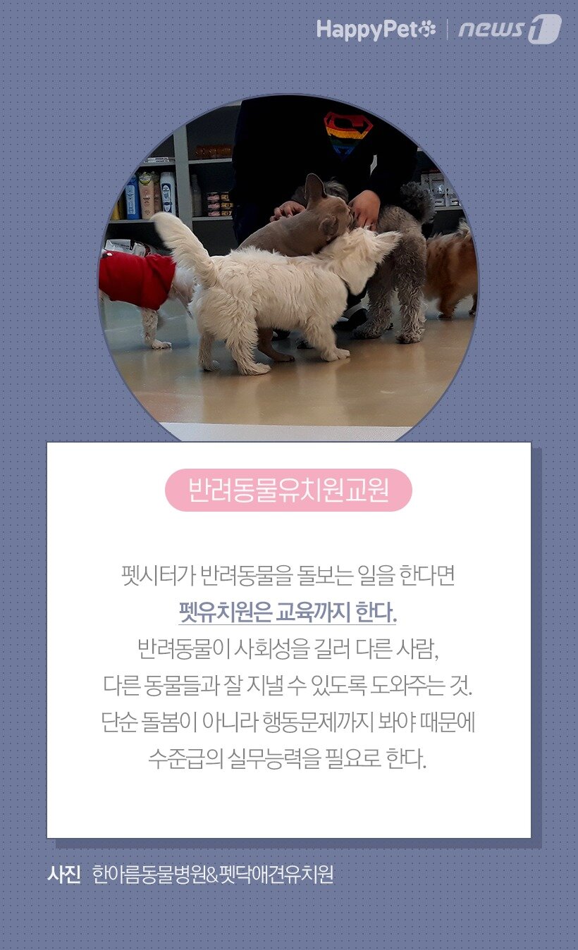 본문 이미지 -  반려동물유치원교원 / 사진 한아름동물병원&펫닥애견유치원