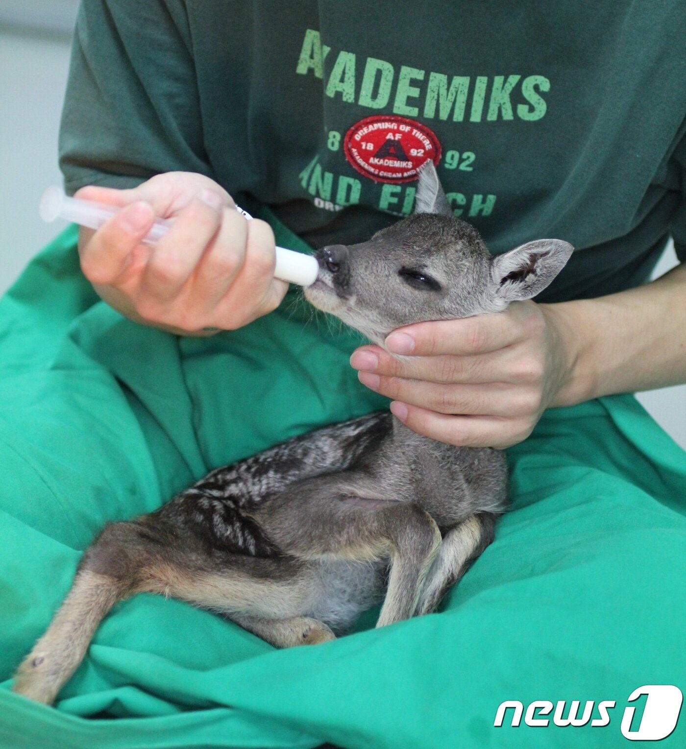 본문 이미지 - 새끼 제주 노루를 보살피고 있는 모습 (사진 안민찬 원장 제공)  ⓒ 뉴스1