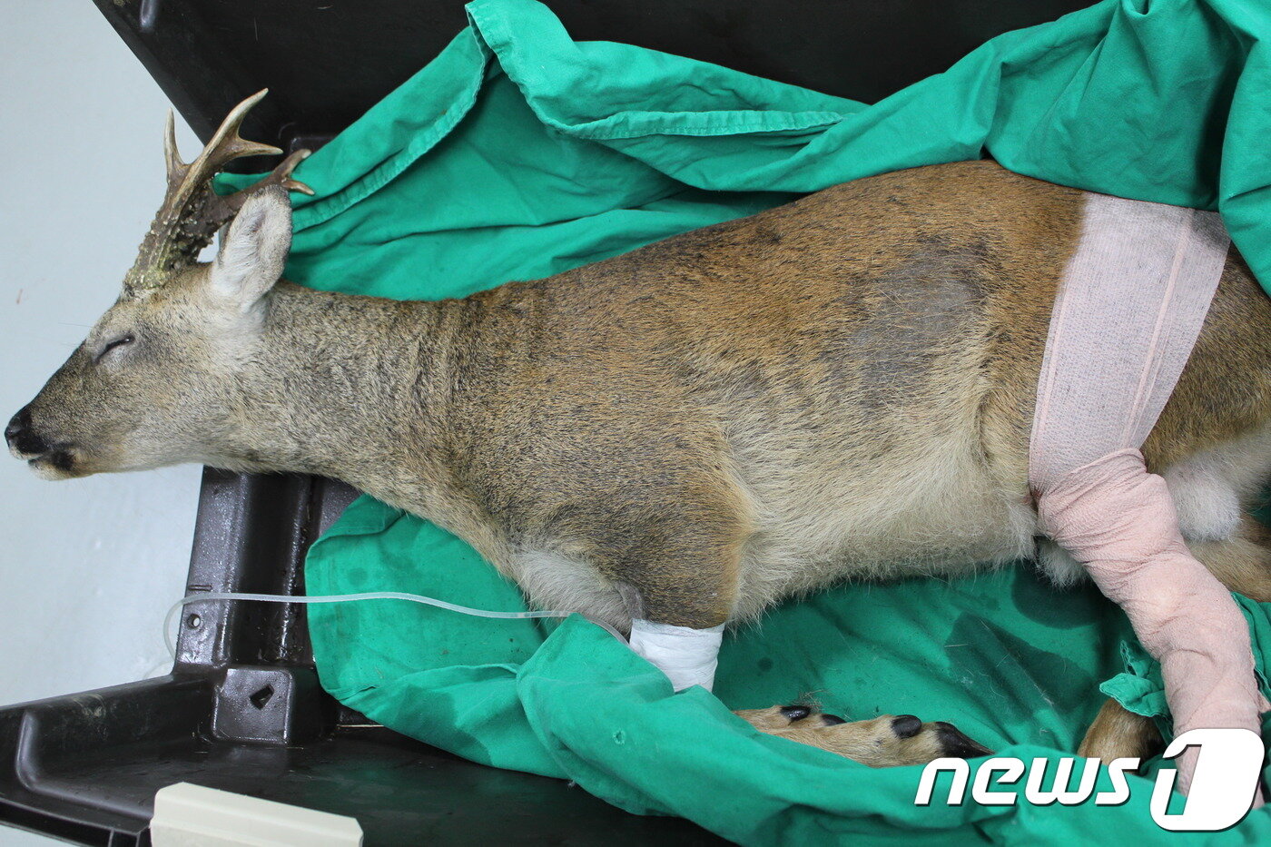 본문 이미지 - '제주노루 행동생태관리'에 따르면 한라산국립공원지역 1100도로와 516도로 등에서 2010년부터 2018년9월까지 로드킬 된 노루 수는 2796마리로 나타났다. (사진 안민찬 원장 제공)  ⓒ 뉴스1