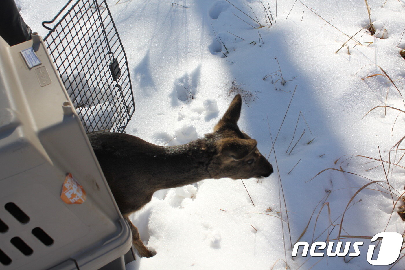 본문 이미지 - 안 원장이 치료후 자연방사 해준 제주 노루다. 안 원장은 노루는 보호했을 땐 사람에게 가까이 오지만, 죽는다고 느끼면 어떤 동물도 오지 않는다"며 "포수들이 총을 맞고 노루가 바로 죽는 것이 아닌 여러번 쏴야 죽는다고 하더라"며 안타까워 했다. (사진 안민찬 원장 제공) ⓒ 뉴스1