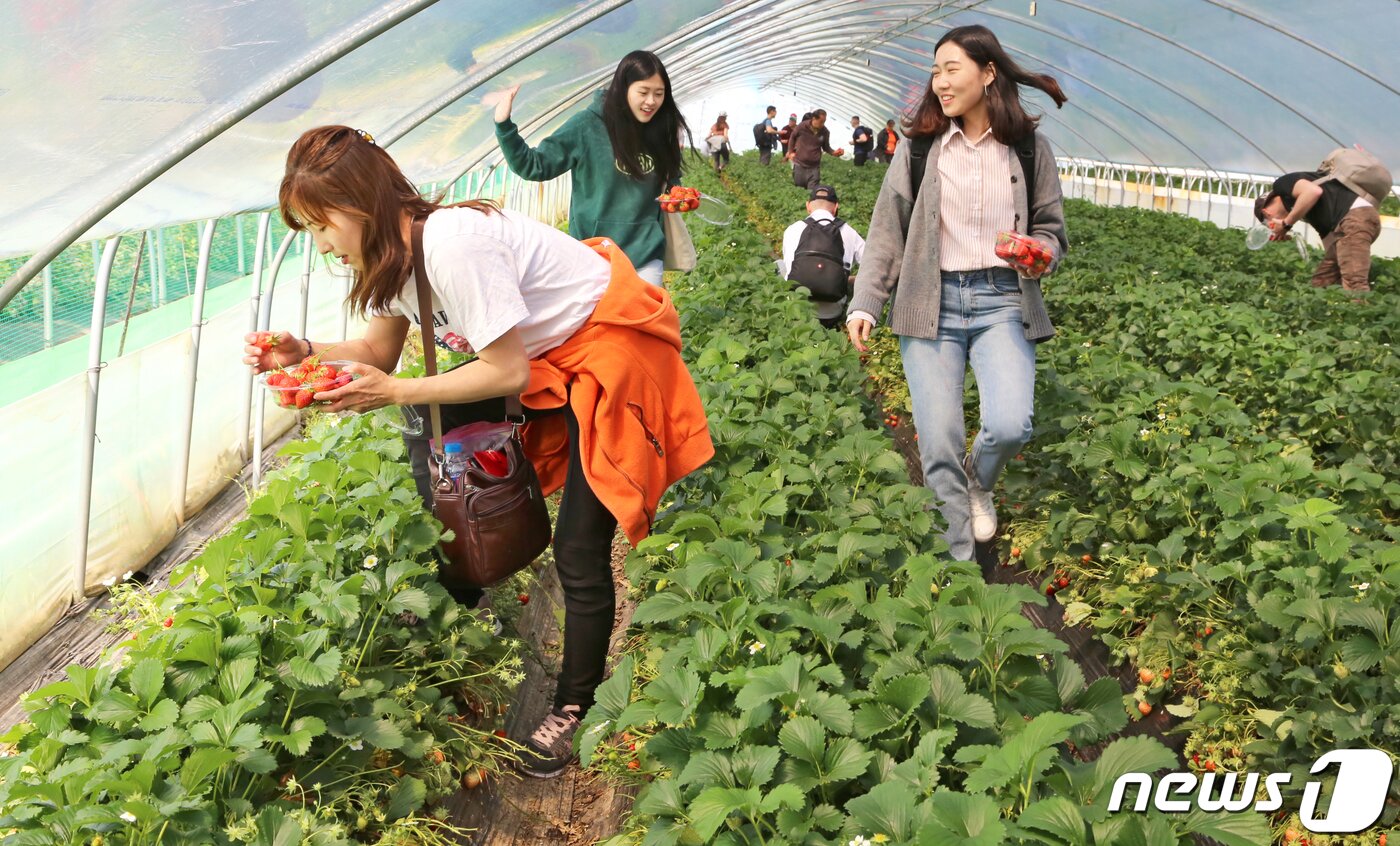 본문 이미지 - 경북 고령군에서 열리고 있는 대가야체험 축제 3일째인 13일 대가야읍 본관리 우리들엔 영농조합 딸기수확체험장에서 관광객들이 딸기를 따며 즐거워하고 있다. 대가야체험 축제는 오는 14일까지 열린다./뉴스1 ⓒ News1 정우용 기자