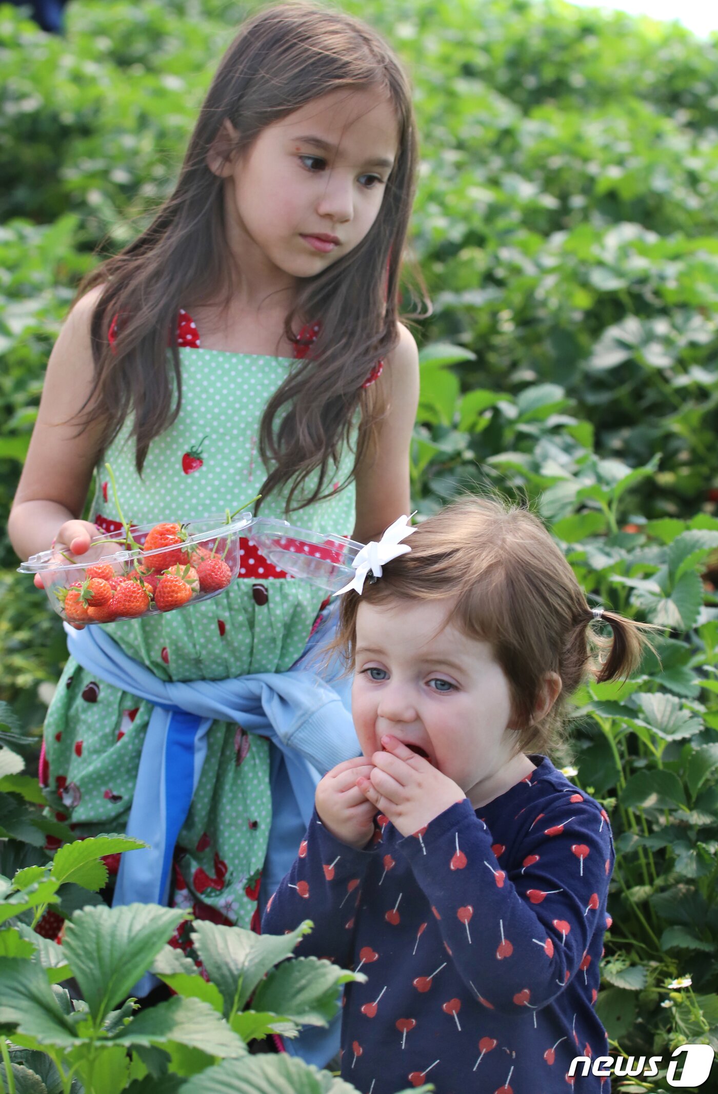 본문 이미지 - 경북 고령군에서 열리고 있는 대가야체험 축제 3일째인 13일 대가야읍 본관리 우리들엔 영농조합 딸기수확체험장에서 한 외국인 어린이가 딸기밭에서 딴 딸기를 먹고 있다. 대가야체험 축제는 오는 14일까지 열린다./뉴스1 ⓒ News1 정우용 기자