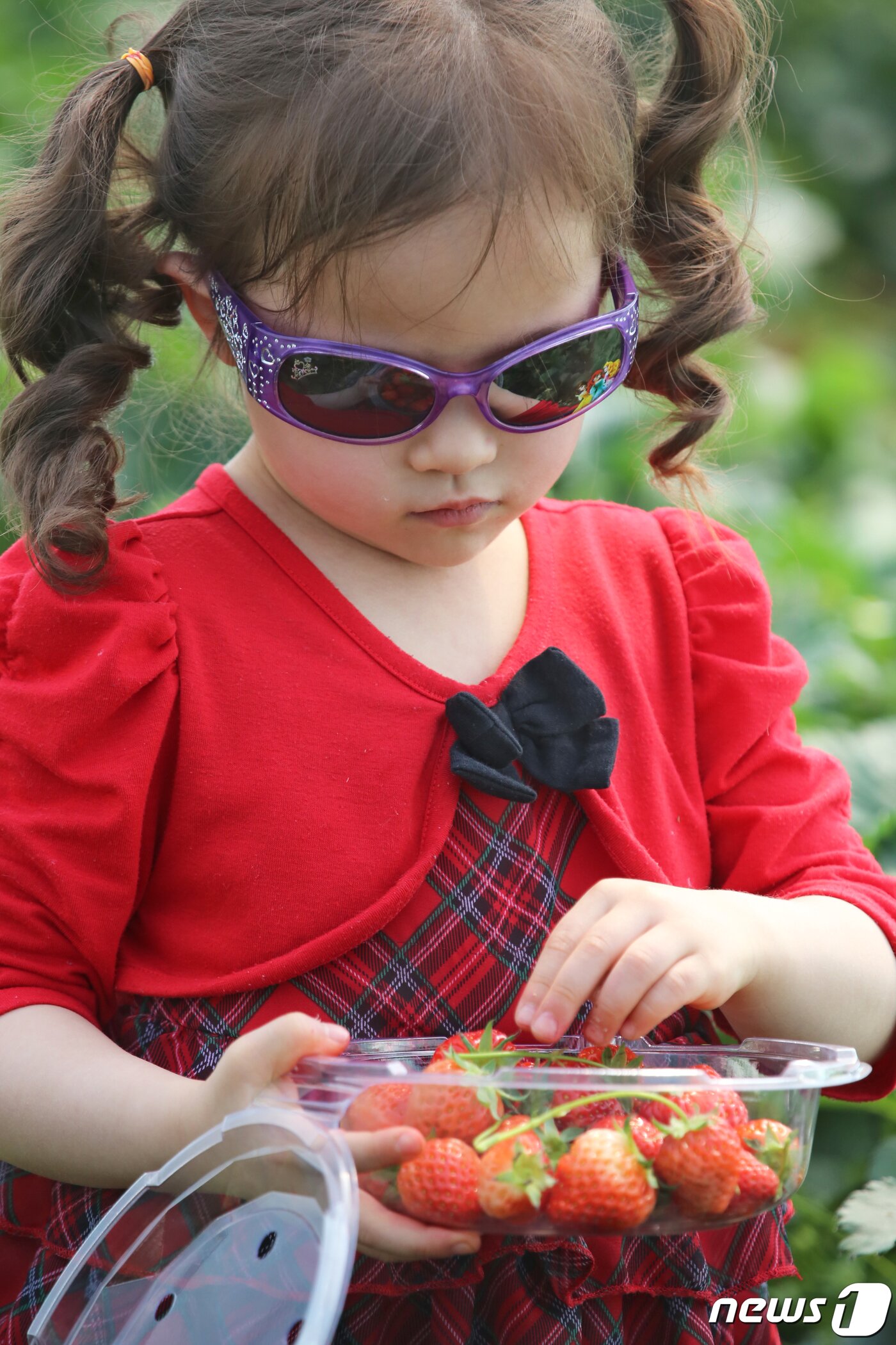 본문 이미지 - 경북 고령군에서 열리고 있는 대가야체험 축제 3일째인 13일 대가야읍 본관리 우리들엔 영농조합 딸기수확체험장에서 한 어린이가 직접 딴 딸기를 살펴보고 있다. 대가야체험 축제는 오는 14일까지 열린다./뉴스1 ⓒ News1 정우용 기자