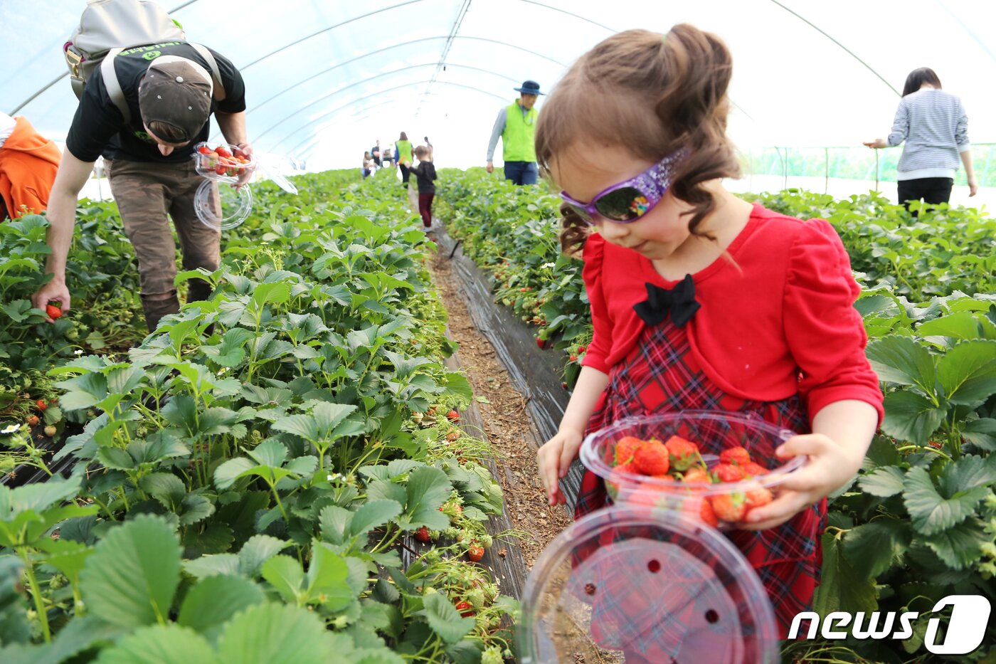 본문 이미지 - 경북 고령군에서 열리고 있는 대가야체험 축제 3일째인 13일 대가야읍 본관리 우리들엔 영농조합 딸기수확체험장에서 한 외국인 어린이가 딸기를 따고 있다. 대가야체험 축제는 오는 14일까지 열린다./뉴스1 ⓒ News1 정우용 기자