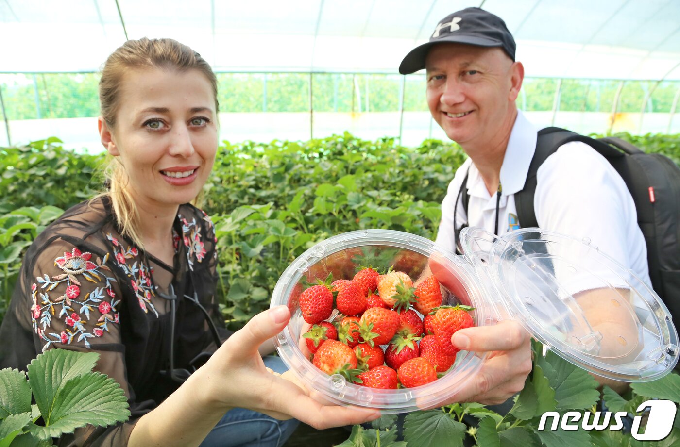 본문 이미지 - 경북 고령군에서 열리고 있는 대가야체험 축제 3일째인 13일 대가야읍 본관리 우리들엔 영농조합 딸기수확체험장에서 한 외국인 부부가 직접 딴 딸기를 들어보이며 웃고 있다. 대가야체험 축제는 오는 14일까지 열린다./뉴스1 ⓒ News1 정우용 기자