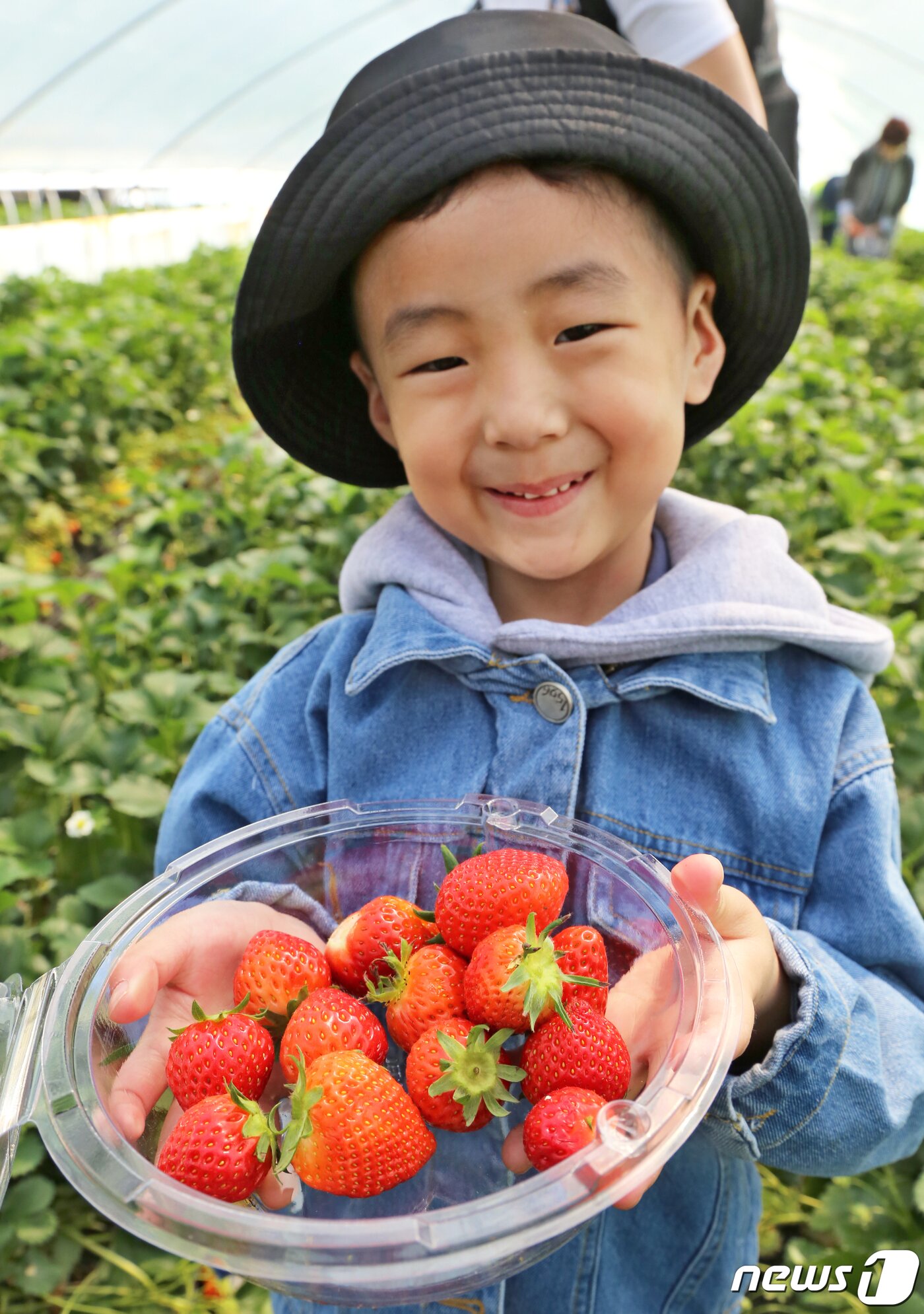 본문 이미지 - 경북 고령군에서 열리고 있는 대가야체험 축제 3일째인 13일 대가야읍 본관리 우리들엔 영농조합 딸기수확체험장에서 한 어린이가 직접 딴 딸기를 들어보이며 웃고 있다. 대가야체험 축제는 오는 14일까지 열린다./뉴스1 ⓒ News1 정우용 기자