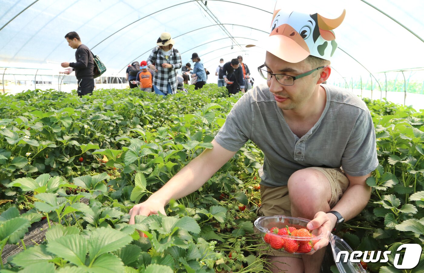 본문 이미지 - 경북 고령군에서 열리고 있는 대가야체험 축제 3일째인 13일 대가야읍 본관리 우리들엔 영농조합 딸기수확체험장에서 한 외국인이 딸기수확 체험을 하고 있다. 대가야체험 축제는 오는 14일까지 열린다./뉴스1 ⓒ News1 정우용 기자