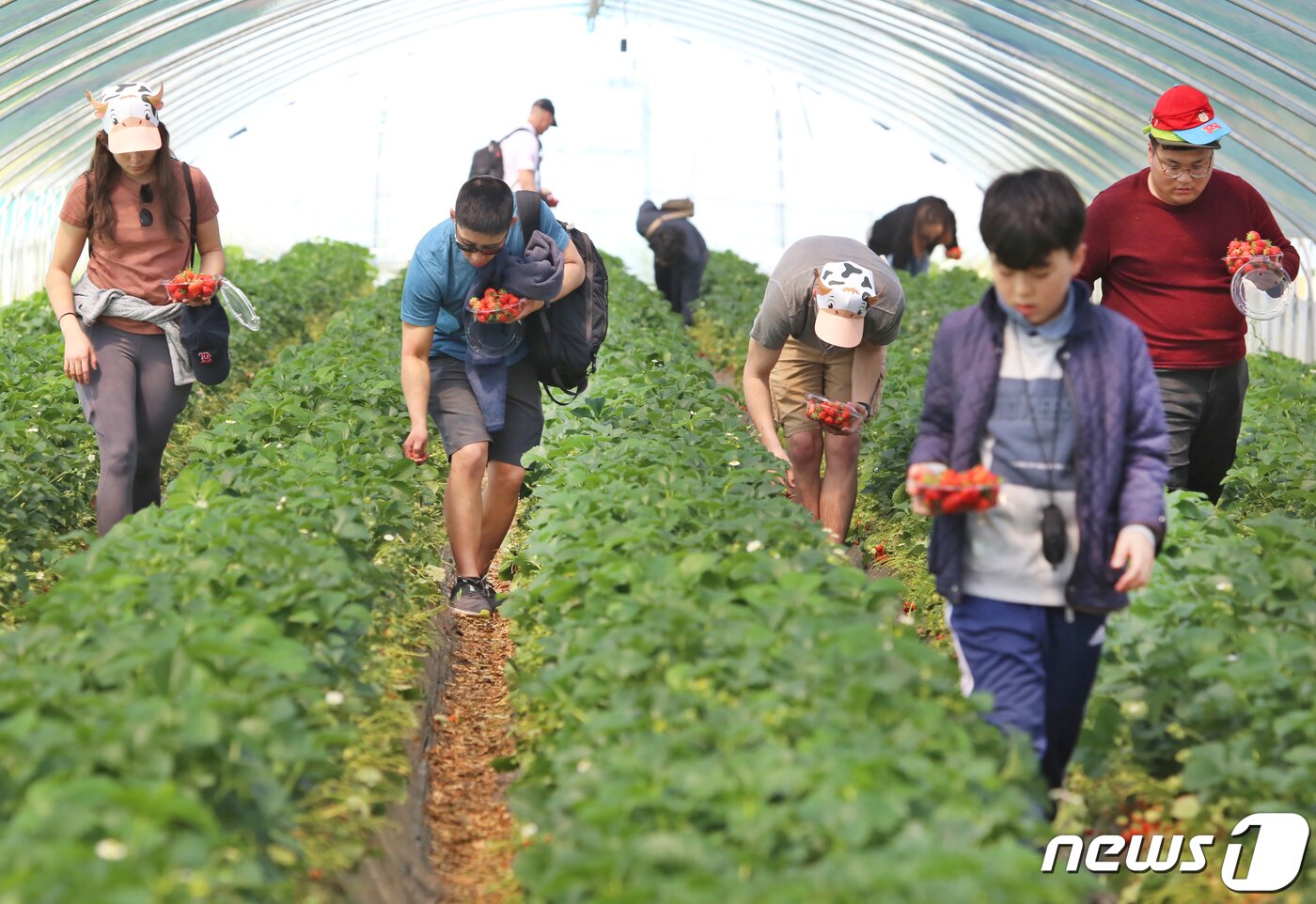 본문 이미지 - 경북 고령군에서 열리고 있는 대가야체험 축제 3일째인 13일 대가야읍 본관리 우리들엔 영농조합 딸기수확체험장에서 관광객들이 딸기를 따며 즐거운 시간을 보내고 있다. 대가야체험 축제는 오는 14일까지 열린다./뉴스1 ⓒ News1 정우용 기자