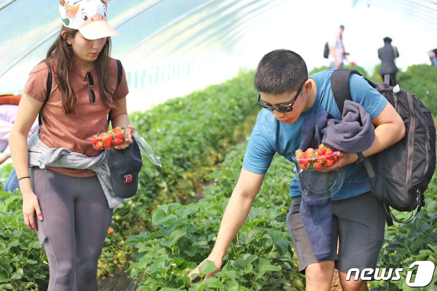본문 이미지 - 경북 고령군에서 열리고 있는 대가야체험 축제 3일째인 13일 대가야읍 본관리 우리들엔 영농조합 딸기수확체험장에서 한 외국인 부부가 딸기를 따며 즐거운 시간을 보내고 있다. 대가야체험 축제는 오는 14일까지 열린다./뉴스1 ⓒ News1 정우용 기자