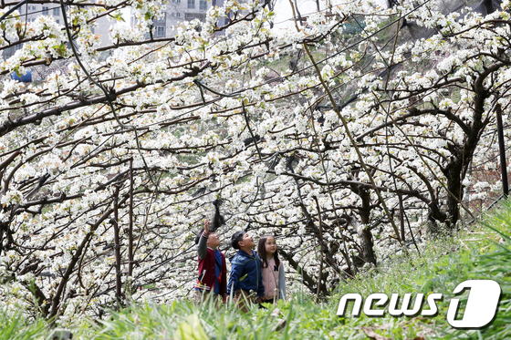 서울 도시농업 축제 열리는 청남공원 \'가득한 배꽃\'