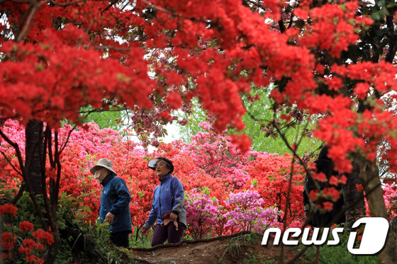 울글불긋 철쭉으로 물든 완산공원 꽃동산