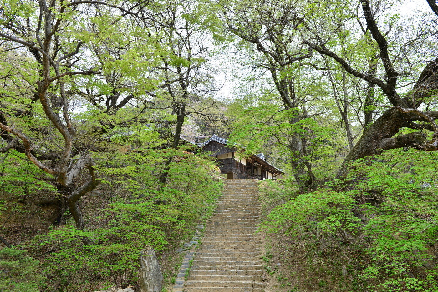 본문 이미지 - 영산암 가는 길