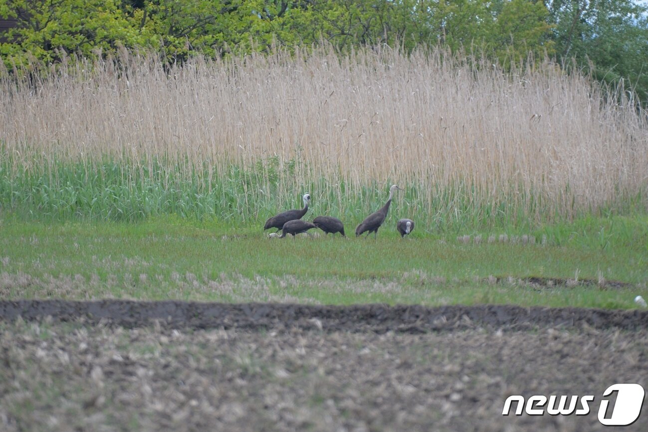 본문 이미지 - 순천만 흑두루미.(순천시 제공)/뉴스1 ⓒ News1 지정운 기자