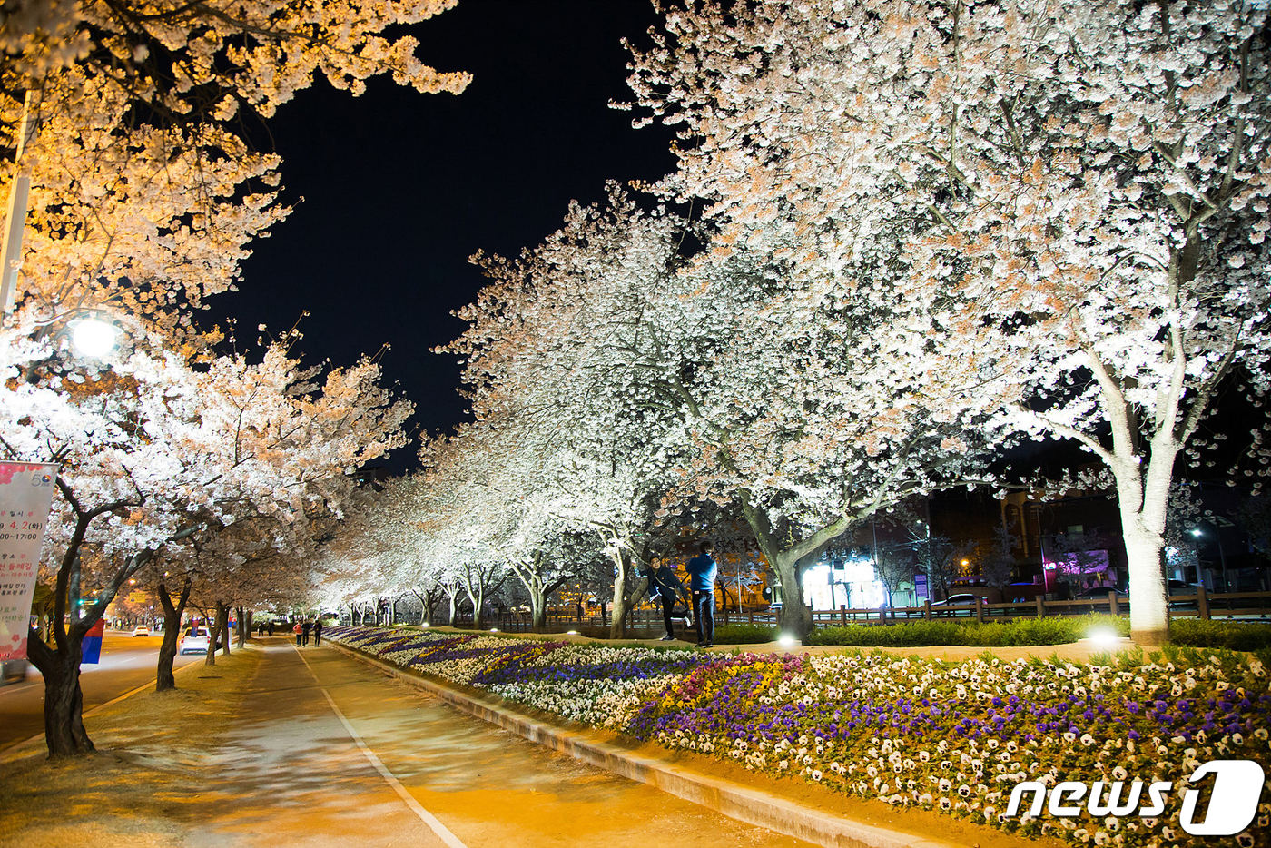 (구미=뉴스1) 정우용 기자 = 쌀쌀한 날씨 속에서도 경북 구미시 금오천변에 벚꽃이 만개했다. 3일까지 이틀 동안 열린 금오산 벚꽃축제 기간 벚꽃이 만개한 금오천에서는 바람개비 조 …