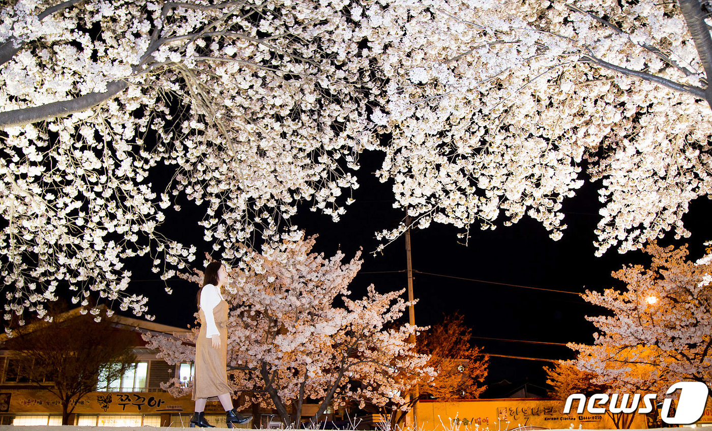 (구미=뉴스1) 정우용 기자 = 쌀쌀한 날씨 속에서도 경북 구미시 금오천변에 벚꽃이 만개했다. 3일까지 이틀 동안 열린 금오산 벚꽃축제 기간 벚꽃이 만개한 금오천에서는 바람개비 조 …