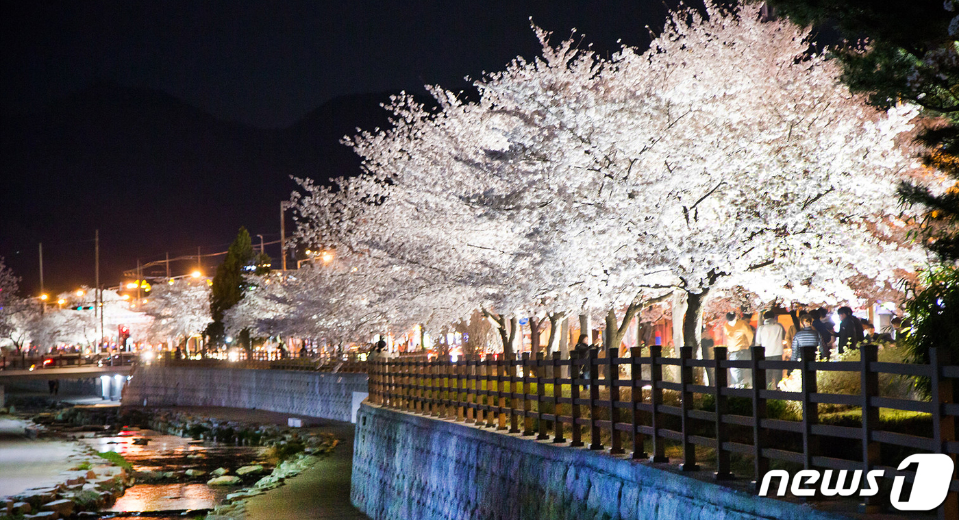 (구미=뉴스1) 정우용 기자 = 쌀쌀한 날씨 속에서도 경북 구미시 금오천변에 벚꽃이 만개했다. 3일까지 이틀 동안 열린 금오산 벚꽃축제 기간 벚꽃이 만개한 금오천에서는 바람개비 조 …