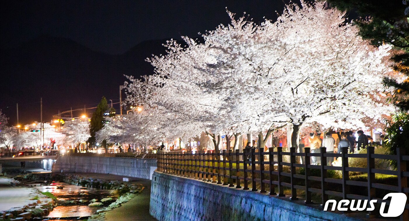 본문 이미지 - 쌀쌀한 날씨속에서도 경북 구미시 금오천변에 벚꽃이 만개했다. 3일까지 이틀동안 열린 금오산 벚꽃축제기간 동안 벚꽃이 만개한 금오천에서는 바람개비 조형물과 포토존이 설치되고 버스킹 공연이 이어져 봄 마중을 나온 시민들에게 다양한 볼거리를 제공했다.2019.4.3/뉴스1 ⓒ News1 정우용 기자