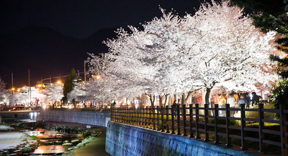 “일상 속 벚꽃 즐긴다”…구미·칠곡, 강변·공원 중심 생활형 관광 뜬다
