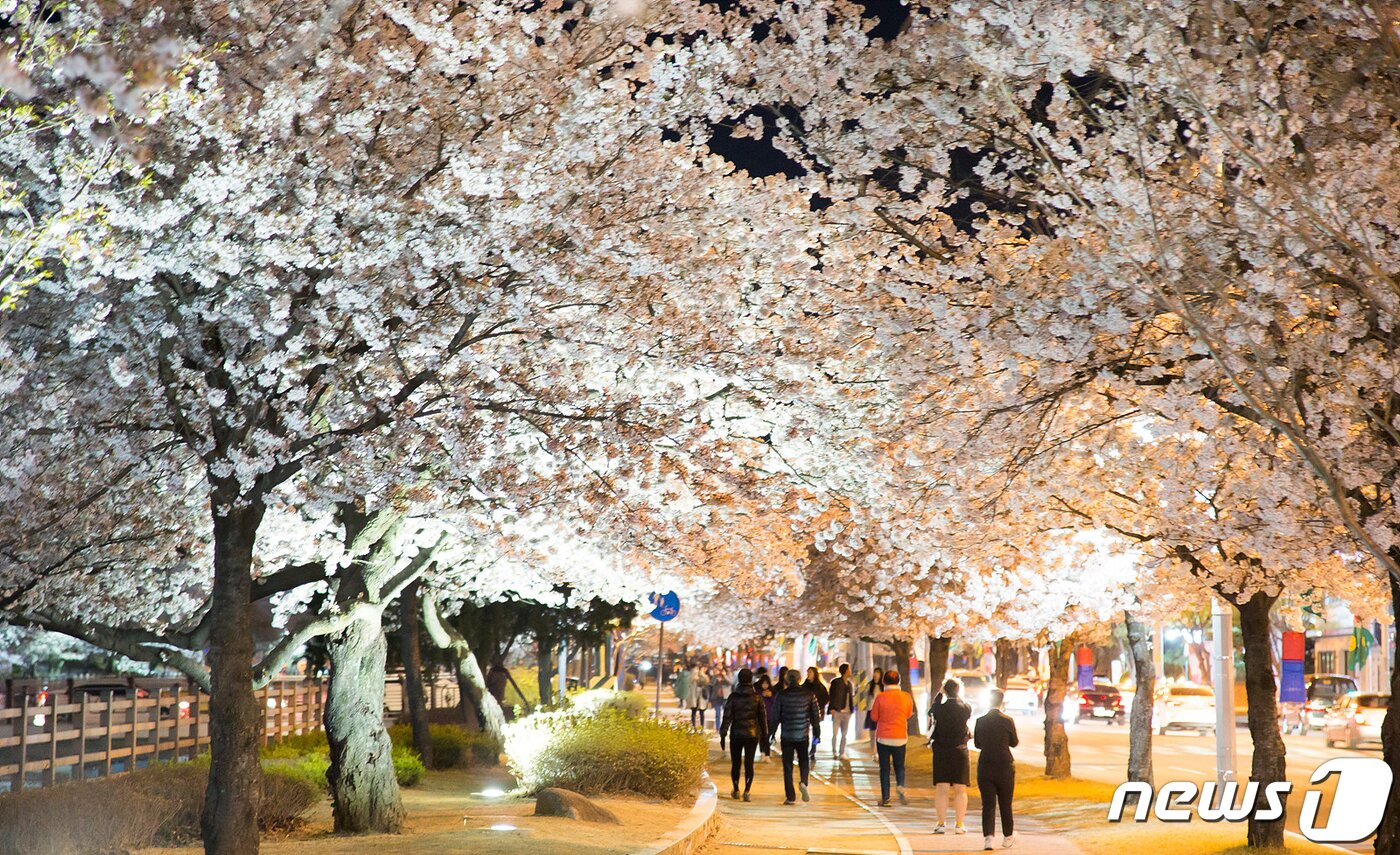 본문 이미지 - 쌀쌀한 날씨속에서도 경북 구미시 금오천변에 벚꽃이 만개했다. 3일까지 이틀동안 열린 금오산 벚꽃축제기간 동안 벚꽃이 만개한 금오천에서는 바람개비 조형물과 포토존이 설치되고 버스킹 공연이 이어져 봄 마중을 나온 시민들에게 다양한 볼거리를 제공했다.2019.4.3/뉴스1 ⓒ News1 정우용 기자