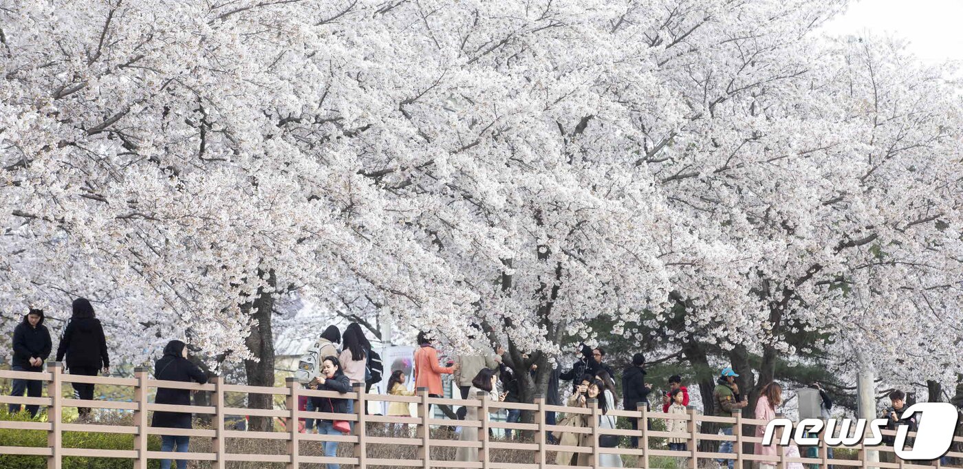 본문 이미지 - 쌀쌀한 날씨속에서도 경북 구미시 금오천변에 벚꽃이 만개했다. 3일까지 이틀동안 열린 금오산 벚꽃축제기간 동안 벚꽃이 만개한 금오천에서는 바람개비 조형물과 포토존이 설치되고 버스킹 공연이 이어져 봄 마중을 나온 시민들에게 다양한 볼거리를 제공했다.(구미시제공)2019.4.3/뉴스1 ⓒ News1 정우용 기자