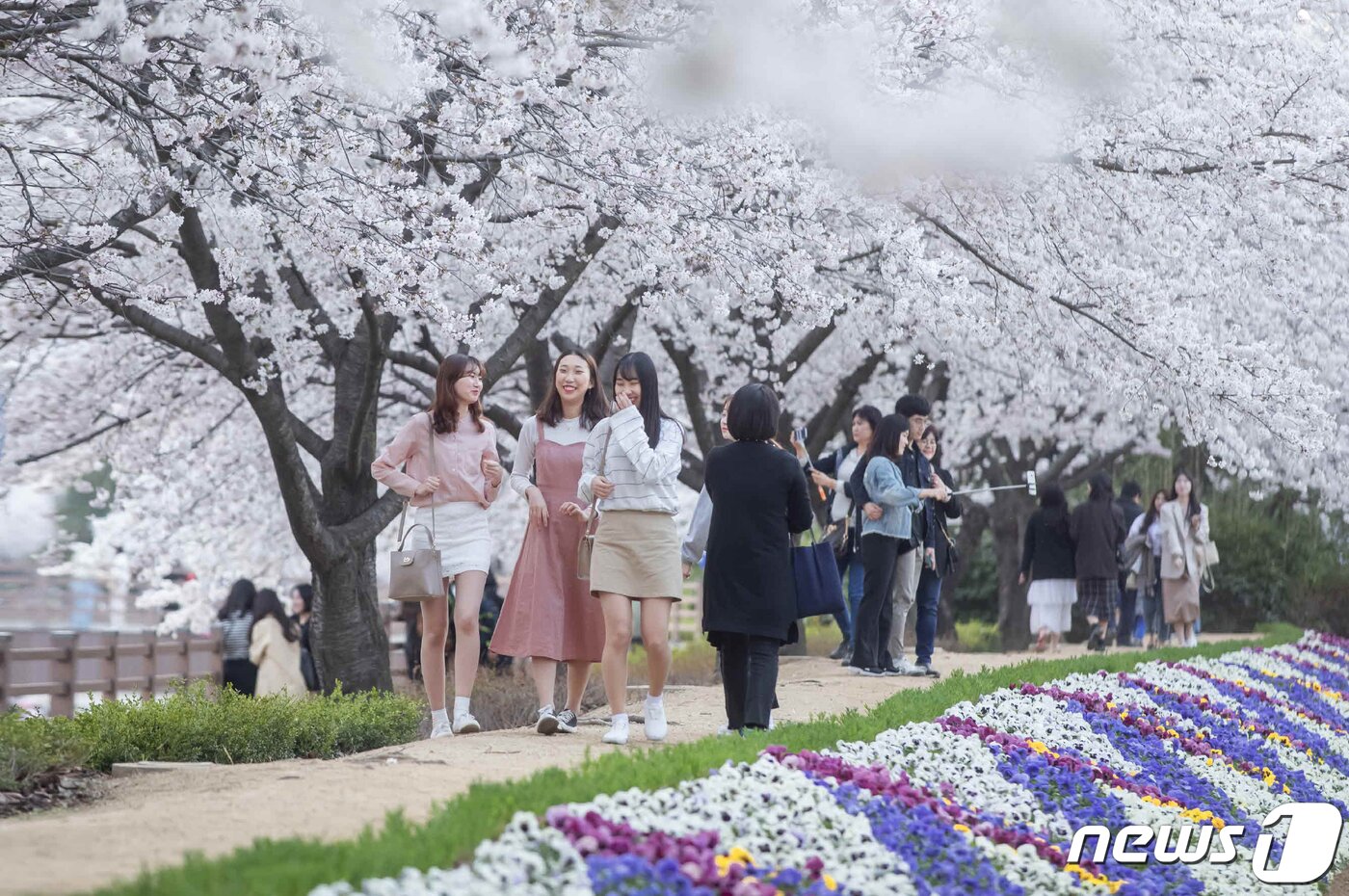 본문 이미지 - 쌀쌀한 날씨속에서도 경북 구미시 금오천변에 벚꽃이 만개했다. 3일까지 이틀동안 열린 금오산 벚꽃축제기간 동안 벚꽃이 만개한 금오천에서는 바람개비 조형물과 포토존이 설치되고 버스킹 공연이 이어져 봄 마중을 나온 시민들에게 다양한 볼거리를 제공했다.(구미시제공)2019.4.3/뉴스1 ⓒ News1 정우용 기자