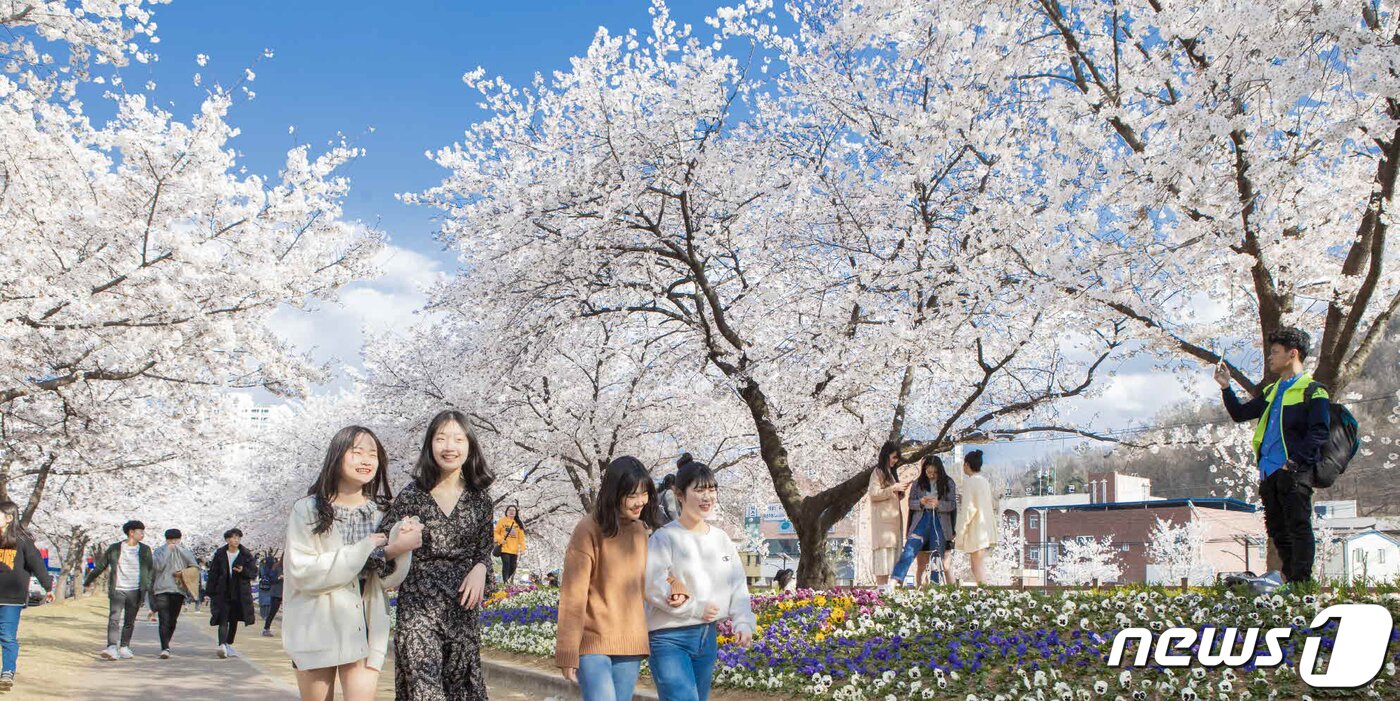 본문 이미지 - 쌀쌀한 날씨속에서도 경북 구미시 금오천변에 벚꽃이 만개했다. 3일까지 이틀동안 열린 금오산 벚꽃축제기간 동안 벚꽃이 만개한 금오천에서는 바람개비 조형물과 포토존이 설치되고 버스킹 공연이 이어져 봄 마중을 나온 시민들에게 다양한 볼거리를 제공했다.(구미시제공)2019.4.3/뉴스1 ⓒ News1 정우용 기자